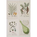 40 GREAT HAND COLORED BOTANICAL ENGRAVINGS 18TH C