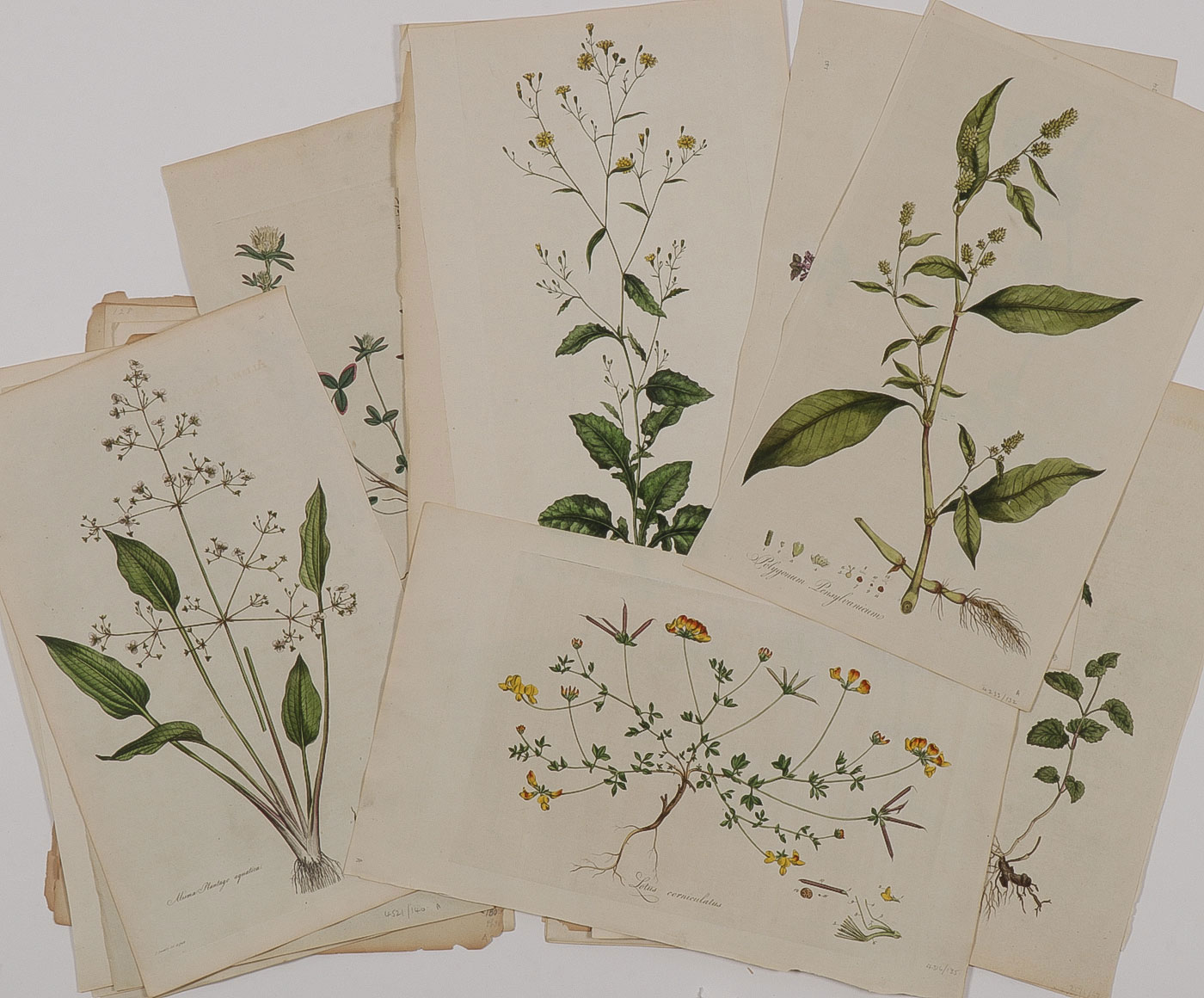 33 BOTANICAL ENGRAVINGS FLORA LONDINENSIS 18TH C - Image 6 of 6