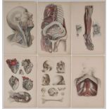 LIZARS ANATOMICAL PLATES LONDON CIRCA 1835