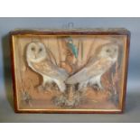 A Taxidermy Model of Two Barn Owls and a Kingfisher