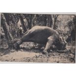 Postcard-Ceylon-A dreadful postcard of a distresses shackled elephant-mankind at it's worst