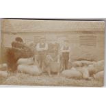 Postcard-Rural Pig Farmers- and stock, fine RP postcard C1911