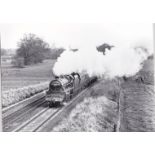 W.A.Sharman Photographic Quality Archive (10" x 8")-Cheshire Cheese - 28/3/89, 5407 heads for