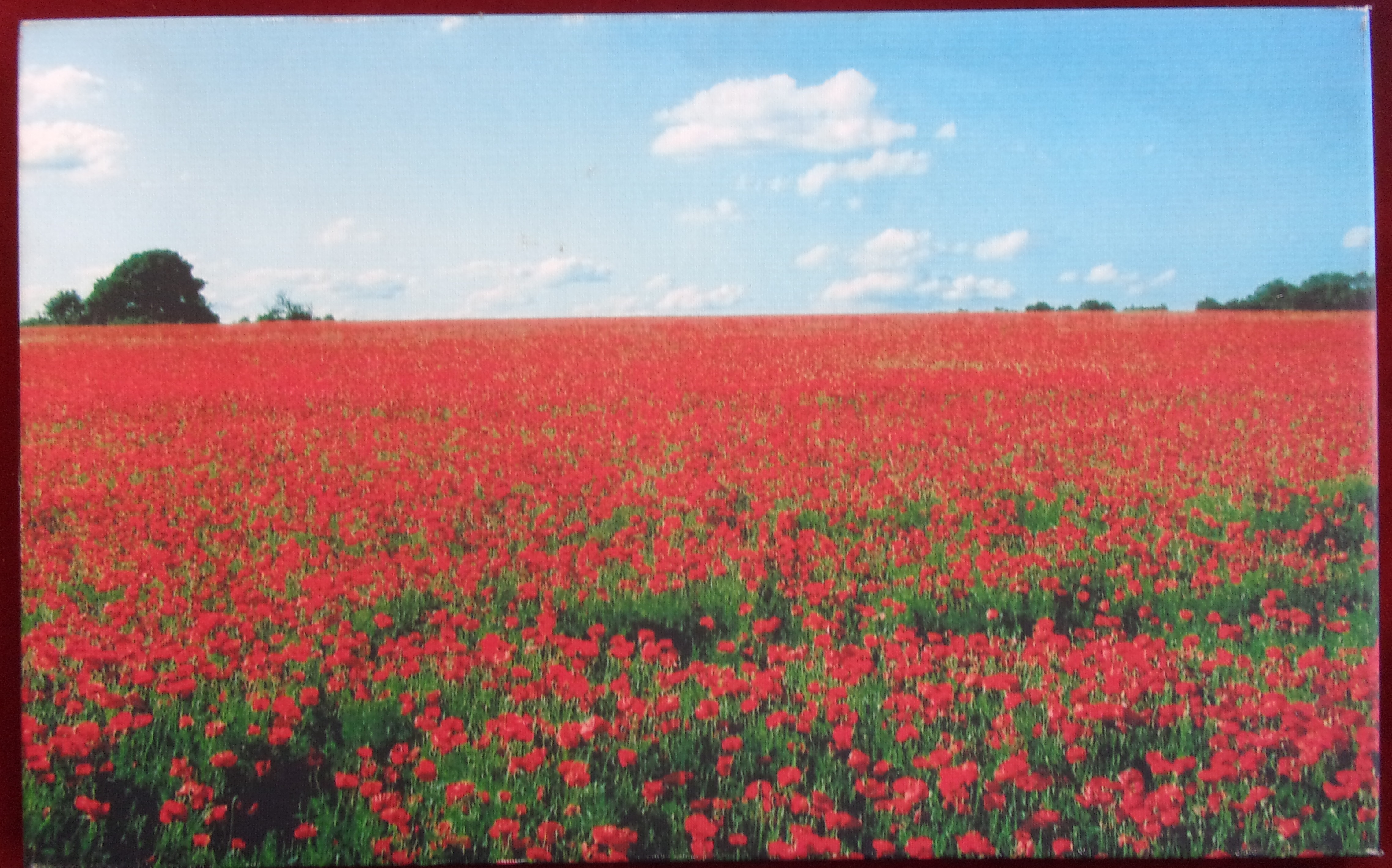 A print of the poppies of Flanders Fields by Valerie Odell 8th November 2014.