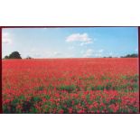 A print of the poppies of Flanders Fields by Valerie Odell 8th November 2014.