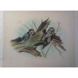Painting-Water Colour on Silk- Woodpeckers-a quality painting 12"x14" approx., requires remounting