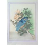 Painting-A Water colour of a Kingfisher 8" x 10" framed