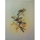 Painting-Water Colour on Silk- Finches - on a branch delicate fine painting 12" x 14" approx.-