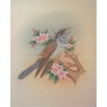 Painting-Water Colour on Silk- Cuckoo in Song - on a branch delicate fine painting 12" x 14"