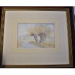 Oliver, Lindsey - Signed Watercolour 'Pollarded Willows'
