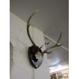 HUNTING, shield mounted pair of stag antlers