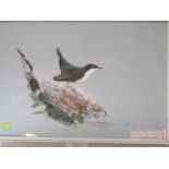 COOMBES, signed bird watercolour "Dipper", 13" x 19"