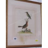 ORNITHOLOGY, hand coloured antique engraving of two birds, 9" x 7.5"