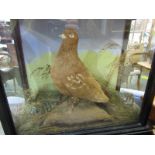 TAXIDERMY, vintage cabinet cased display of Brown Pigeon, 13" height