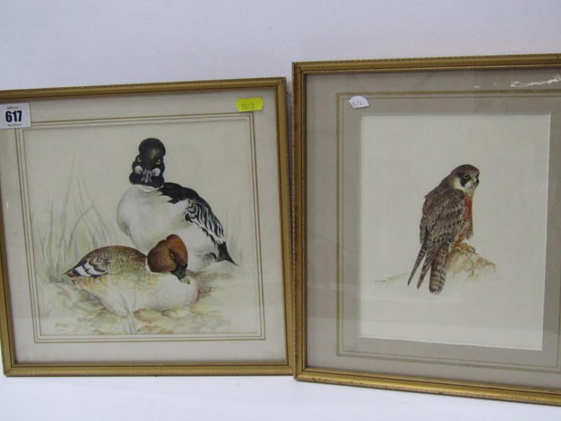 S. WHITCOMB, two signed bird watercolours "Peregrine Falcon" & "Golden Eye Duck", 8" x 8"