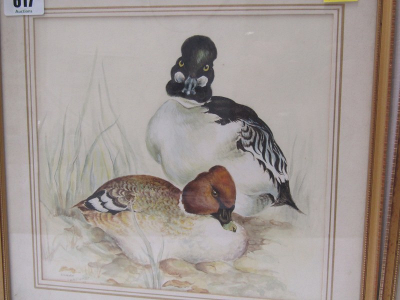 S. WHITCOMB, two signed bird watercolours "Peregrine Falcon" & "Golden Eye Duck", 8" x 8" - Image 5 of 6