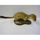 TAXIDERMY, stuffed stoat on wood plinth, 9"