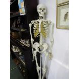 SKELETON, display model of human skeleton, 66" height