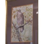 DICK TWINNEY, signed watercolour, dated 1993 "Portrait of Buzzard" 21" x 16"