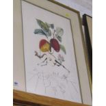 SALVADOR DALI, limited edition colour print "Pomme Dragon", pencil signed "Dali", 22.5" x 14"