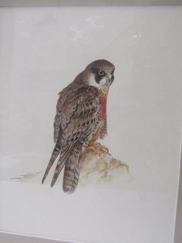 S. WHITCOMB, two signed bird watercolours "Peregrine Falcon" & "Golden Eye Duck", 8" x 8" - Image 3 of 6