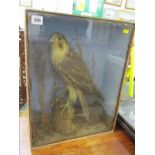 TAXIDERMY, cabinet cased display of Buzzard, 20" height 15" width