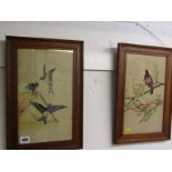 BIRD STUDIES, pair of Edwardian watercolours "Studies of Birds", 12" x 7"