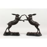 A PAIR OF BRONZE FIGHTING HARES, on marble bases. 1ft 0ins high.