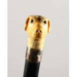 A CARVED IVORY DOG'S HEAD WALKING STICK with silver band. London 1893. 3ft long.