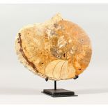A FOSSILIZED AMMONITE, cut and polished, on a stand. 10.5ins x 9ins.
