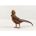 A GOOD COLD PAINTED ASIAN PHEASANT. 12ins long.