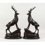 AFTER MOIGNIEZ A PAIR OF SMALL BRONZE STAGS, on marble bases. 1ft 5ins high.
