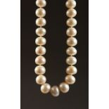 A STRING OF LARGE PEARLS.