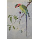 20th Century English School. "Malayan Long-Tailed Parroquet" [sic], Watercolour, Signed with