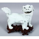 A GOOD 19TH / 20TH CENTURY CHINESE BLANC DE CHINE PORCELAIN FIGURE OF A LION DOG AND PUP, the dog