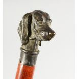 A GOOD WOODEN WALKING STICK with metal handle, head of a dog.