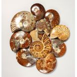 A COLLECTION OF TEN AMMONITE FOSSILS Largest: 4ins long.