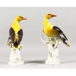 A VERY GOOD PAIR OF 19TH CENTURY MEISSEN BIRDS "GOLDEN ORIOLES" standing on encrusted tree stumps.