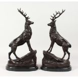 A PAIR OF BRONZE STAGS ON ROCKY BASES, mounted on marble plinths. 17ins high.