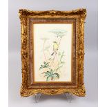 A ROYAL WORCESTER GILT FRAMED PLAQUE "CHIFFCHAFF". Signed E. Townsend (AF). 14is x 9ins.