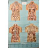 M... Roehl (20th Century) European. Anatomical Studies, Print (Denoyer-Geppert), 72" x 42", and five