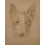 19th Century French School. Study of a Dog's Head, Chalk, Indistinctly Inscribed, Unframed, 11.75" x