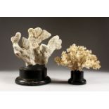 TWO LARGE CORAL SPECIMENS, on wooden bases. 9ins and 11ins wide.