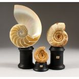 TWO AMMONITES, mounted on wooden bases; together with a cutaway shell on base. Largest Ammonite: