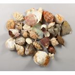 A COLLECTION OF SEASHELLS, in a mahogany box. Box: 13.5ins wide.