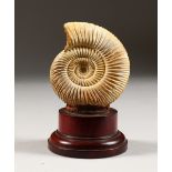 AN AMMONITE SPECIMEN, on turned wood base. 4.5ins high, including base.