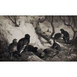 Archibald Thorburn (1860-1935) British. Cock and Hen Black Grouse in the Snow, Monochrome Print,