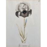 19th Century English School. "Iris Susiana", Study of a Flower, Print, 9.75" x 7.25".