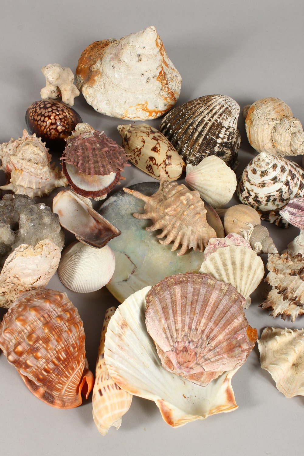 A COLLECTION OF SEASHELLS, in a mahogany box. Box: 13.5ins wide. - Image 3 of 7