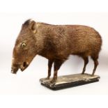 A STUFFED AND MOUNTED SOUTH AMERICAN PECCARY, on a painted wood plinth. 34ins long.